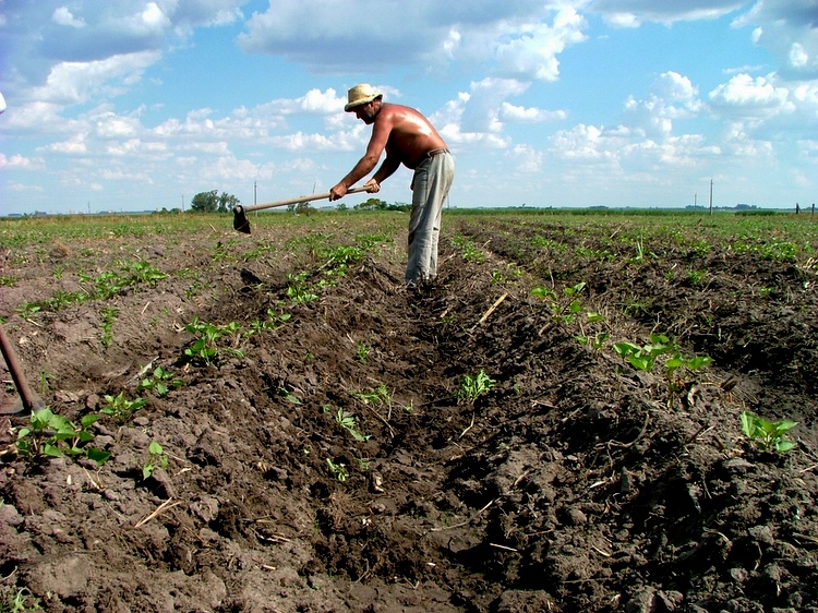 Agricultura